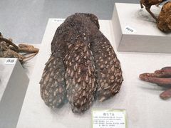 -北京中医药大学-中医药博物馆