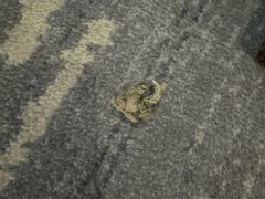 -上海波特曼丽思卡尔顿酒店