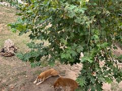 -西霞口神雕山野生动物世界