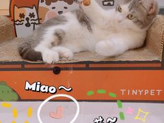 -COLOR PETS 撸猫馆·购猫·猫咖(长风大悦城店)