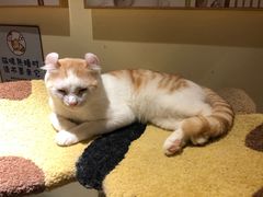 -猫和宫(六道口店)
