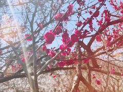 -香雪海