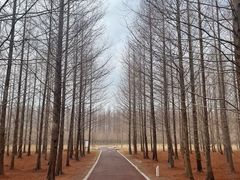 -黄海国家森林公园