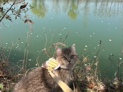 -pd派德宠物中心医院24H急重症·眼科中心·血液透析中心(嵩山北路店)