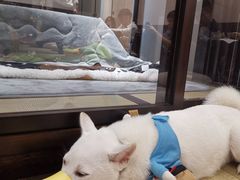 -逗柴咖啡屋·狗咖猫咖宠物桌游