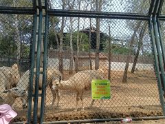 -大连森林动物园