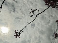 -海珠湖公园