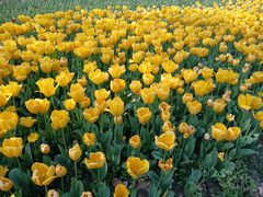 -大宁郁金香公园-停车场