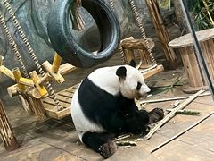 -深圳野生动物园