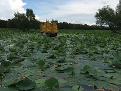 -大湾区中央湿地公园