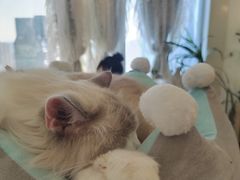 -共舞时光猫咖·狗咖(新街口店)