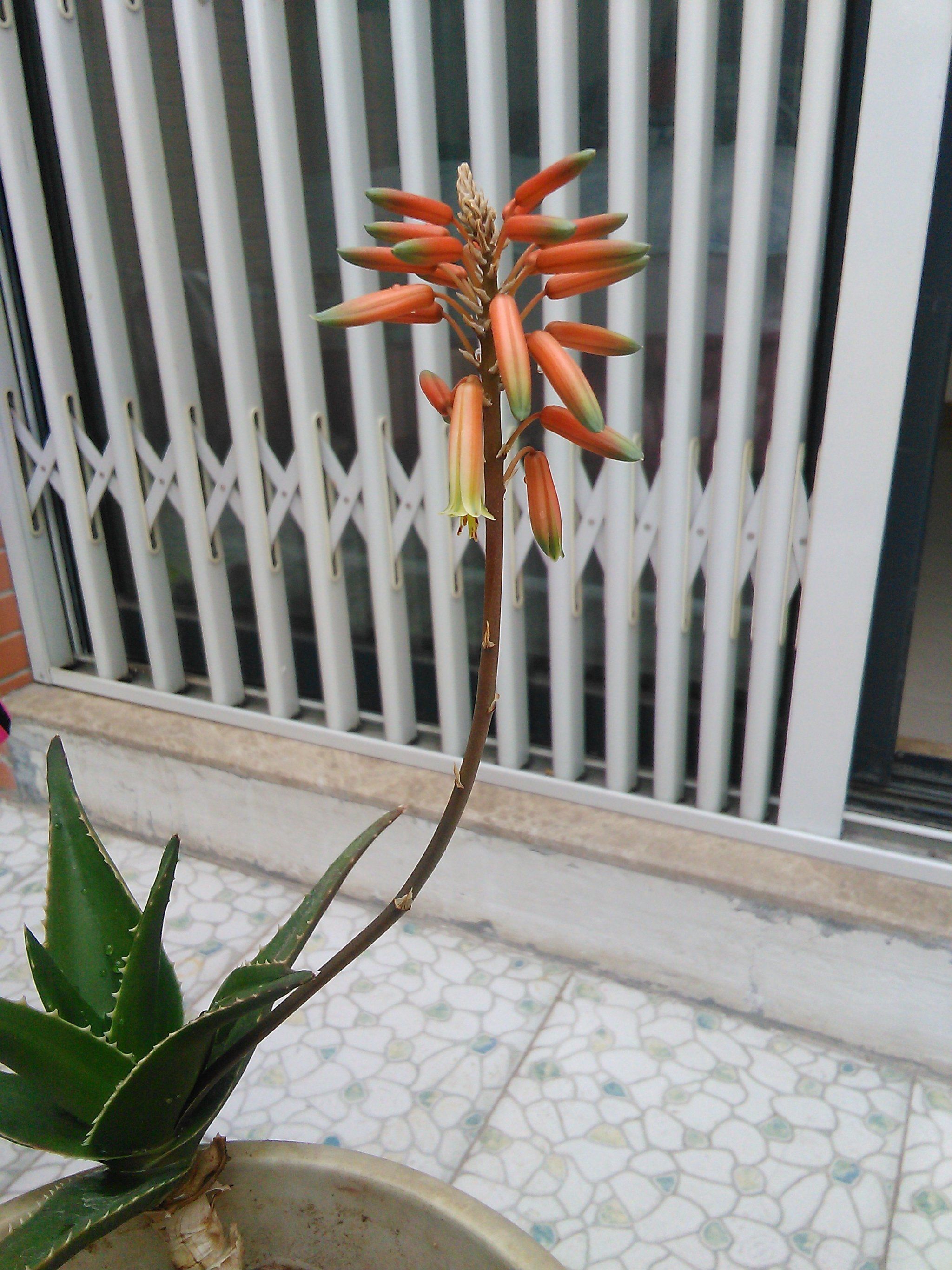 芦荟居然开花了