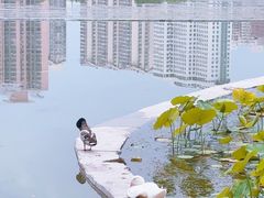 -莲花池公园