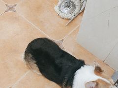 -Let's go狗咖·猫咖·奶狗·桌游(春熙路IFS店)
