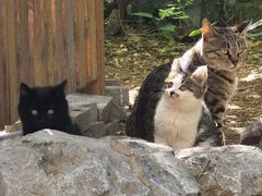 -中国人民解放军总医院