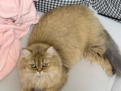 -瑞派·关忠动物医院·猫专科·犬专科(三环新城店)