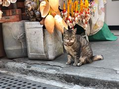 -大澳