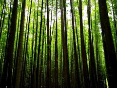 -山王坪喀斯特国家生态公园