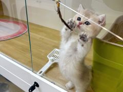 -青奢宠物·青奢猫舍