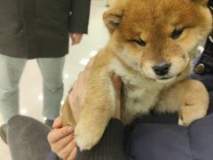 -瑞鹏宠物医院犬猫全科(真大分院)