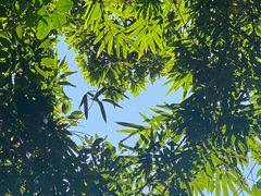 别墅门口的树林-三亚亚龙湾人间天堂鸟巢度假村