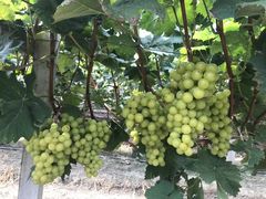-南汇老顾农家乐采摘大团水蜜桃采摘店