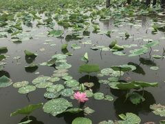 -天津东丽湖风景区