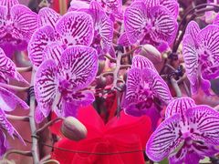 -花鸟鱼虫鲜花绿植市场(玉泉路店)
