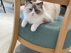 -藏猫猫咖啡主题馆(中央大道店)