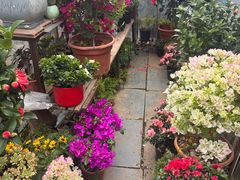 -龙大花卉苗木市场