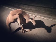 -清迈夜间动物园