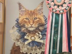 -猫十亿·布偶金渐层·曼基康矮脚猫舍(青年路店)
