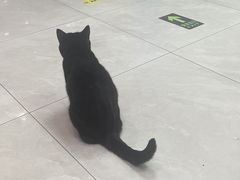 -中农大我爱我爱动物医院·核磁CT·猫病·24小时夜诊中心(石佛营店)
