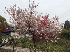 -南汇桃花村