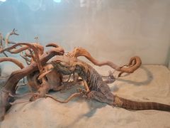 -喵园·猫主题咖啡厅·撸猫·猫咖(国贸店)