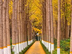 -长白岛森林公园