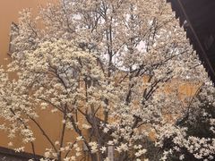 -龙华寺