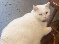 -有猫主题·治愈系猫咖(曾厝垵店)