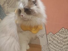-滚猫咖啡·猫咖·猫友好撸猫(未来城店)