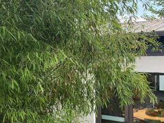 -清雅臻品·竹林院落·新派青岛菜(崂山店)