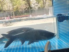 -浔味·山屿湖·正宗淳牌全鱼宴老字号