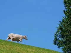 -神户市立六甲山牧场