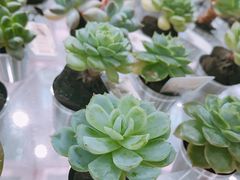 -KKV(深圳宏发大仟里店)