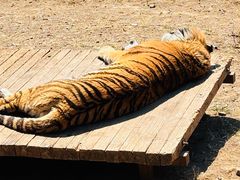 -大连森林动物园