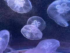 -欢乐海岸海洋奇梦馆