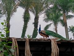 -广州动物园