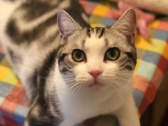 -Bastet sally猫舍购宠(静安店)