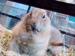 -藦茜花园宠物主题亲子互动体验馆(国顺东路店)
