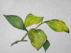 -六出私塾LiuChu•成人美术书法系统课程专业画室(熊婆婆的花园店)