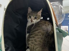 -伟伟宠物医院·CT影像中心·瑞派犬猫综合性门诊(汉口总院)